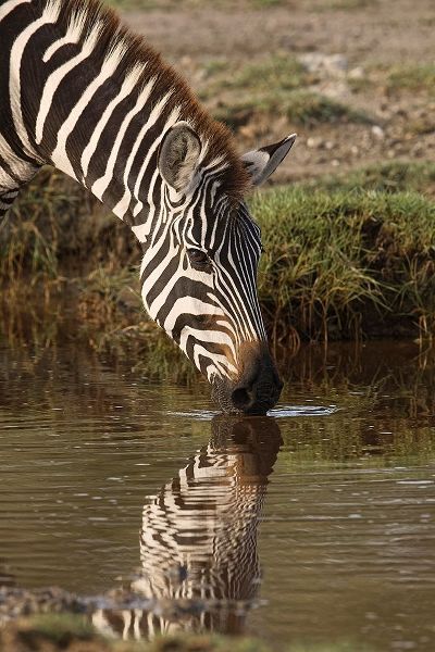 Burchells Zebra drinking and reflection in pool of water, Serengeti National Park-Tanzania